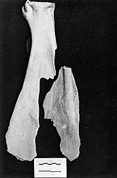 Bison scapula