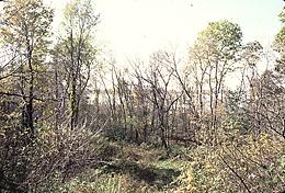 View at the Howard Lake site