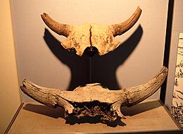 Modern and extinct bison skulls