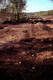 Palisade at the Bryan Site